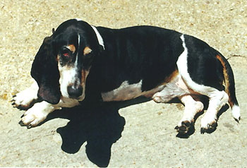 The Roaming Basset - Yes, he's Home Safe! 